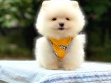 Minicik Ayı Suratlı Pomeranian Yavrular