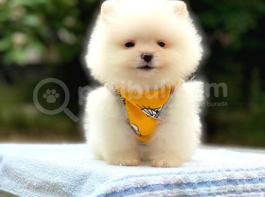 Minicik Ayı Suratlı Pomeranian Yavrular görsel