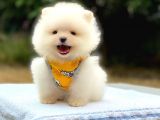 Minicik Ayı Suratlı Pomeranian Yavrular