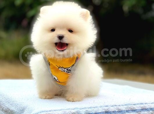 Minicik Ayı Suratlı Pomeranian Yavrular görsel