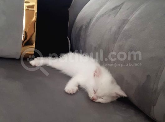 Çok Uslu Çok Uysal Bembeyaz Acillll Sahiplendirme görsel