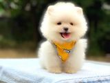 Minicik Ayı Suratlı Pomeranian Yavrular