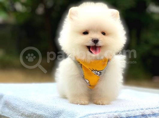 Minicik Ayı Suratlı Pomeranian Yavrular görsel