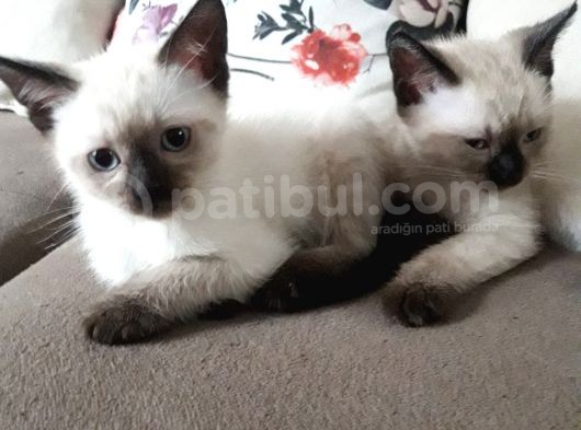 Aile Evinden Sevecen Oyuncu Siyam Yavruları görsel