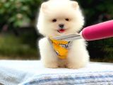 Minicik Ayı Suratlı Pomeranian Yavrular