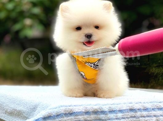 Minicik Ayı Suratlı Pomeranian Yavrular görsel