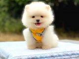 Minicik Ayı suratlı Pomeranian Yavrular