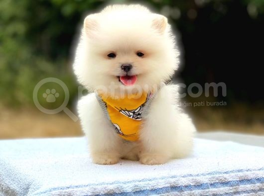 Minicik Ayı Suratlı Pomeranian Yavrular
