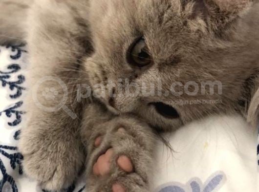 Kardeşi Sahiplenildi Sıra Kendisinde görsel