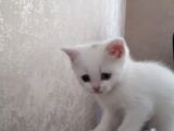 Çok Uslu Çok Uysal Bembeyaz Acillll Sahiplendirme