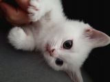 Çok Uslu Çok Uysal Bembeyaz Acillll Sahiplendirme