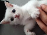 Çok Uslu Çok Uysal Bembeyaz Acillll Sahiplendirme