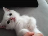 Çok Uslu Çok Uysal Bembeyaz Acillll Sahiplendirme