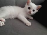 Çok Uslu Çok Uysal Bembeyaz Acillll Sahiplendirme