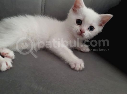 Çok Uslu Çok Uysal Bembeyaz Acillll Sahiplendirme görsel