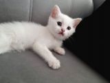 Çok Uslu Çok Uysal Bembeyaz Acillll Sahiplendirme