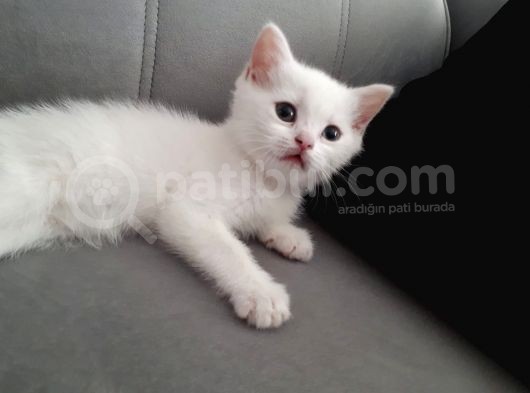 Çok Uslu Çok Uysal Bembeyaz Acillll Sahiplendirme