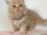 Safkan Sağlıklı İran Kedisi