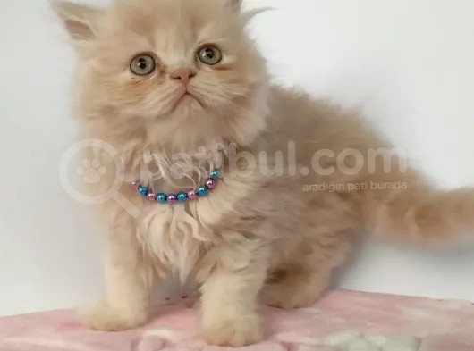 Safkan Sağlıklı İran Kedisi