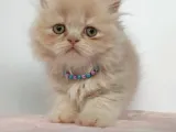 Safkan Sağlıklı İran Kedisi