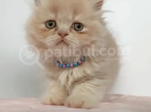 Safkan Sağlıklı İran Kedisi görsel