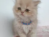 Safkan Sağlıklı İran Kedisi