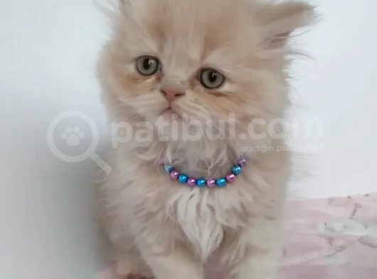 Safkan Sağlıklı İran Kedisi görsel