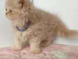 Safkan Sağlıklı İran Kedisi