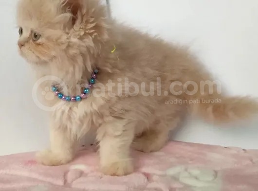 Safkan Sağlıklı İran Kedisi görsel