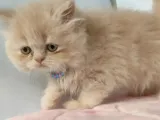 Safkan Sağlıklı İran Kedisi