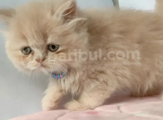 Safkan Sağlıklı İran Kedisi görsel