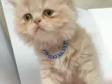 Safkan Sağlıklı İran Kedisi