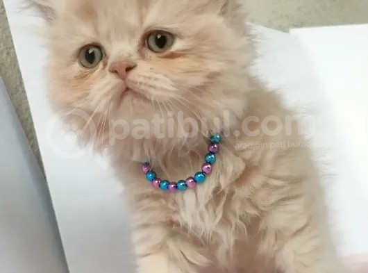 Safkan Sağlıklı İran Kedisi görsel