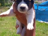 Cardi̇gan Welsh Corgi̇