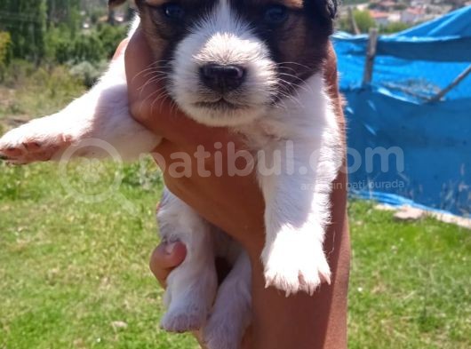 Cardi̇gan Welsh Corgi̇ görsel