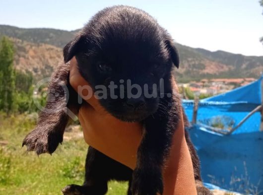 Cardi̇gan Welsh Corgi̇ görsel