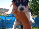 Cardi̇gan Welsh Corgi̇