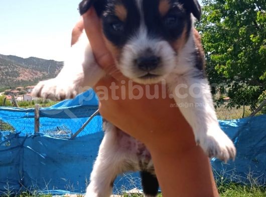 Cardi̇gan Welsh Corgi̇ görsel