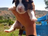 Cardi̇gan Welsh Corgi̇