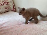Çok Uygun Sahiplendirmek Istiyorum