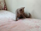 Çok Uygun Sahiplendirmek Istiyorum