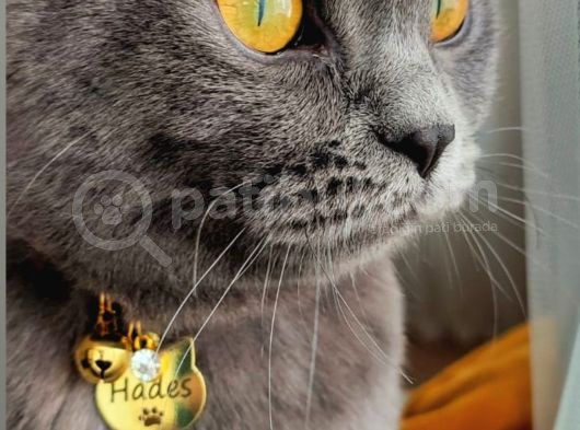 Kısır Erkek Kedim Hades 1 Yaşında Aileye Verilcektir görsel