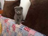 Safkan Bri̇ti̇sh Shorthai̇r Ve Scotti̇sh Fold Yavrular