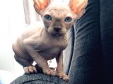 Sphynx Kedi Yavrular
