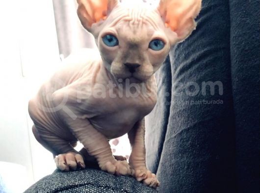 Sphynx Kedi Yavrular