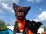 Erkek Ve Dişi Show Kalite Chihuahua Yavrular