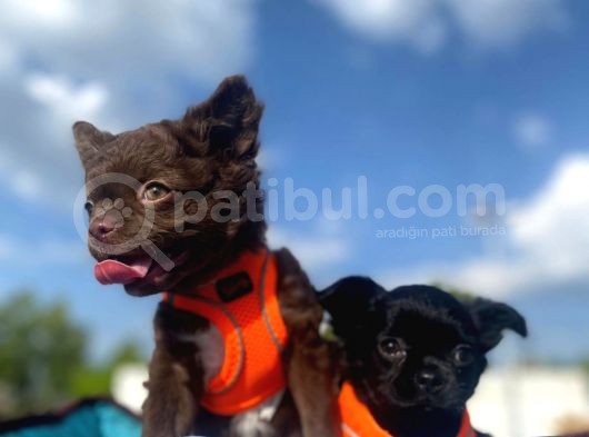 Erkek Ve Dişi Show Kalite Chihuahua Yavrular görsel