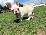 Lilac Platinium Exotic Show Kalite Erkek 3 Aylık French Bulldog