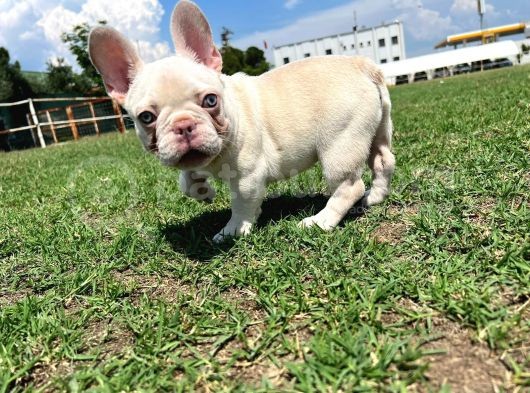 Lilac Platinium Exotic Show Kalite Erkek 3 Aylık French Bulldog görsel