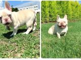 Lilac Platinium Exotic Show Kalite Erkek 3 Aylık French Bulldog